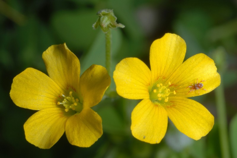 Slender Yellow Woodsorrel photo 3