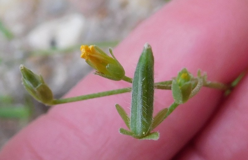 Slender Yellow Woodsorrel photo 5
