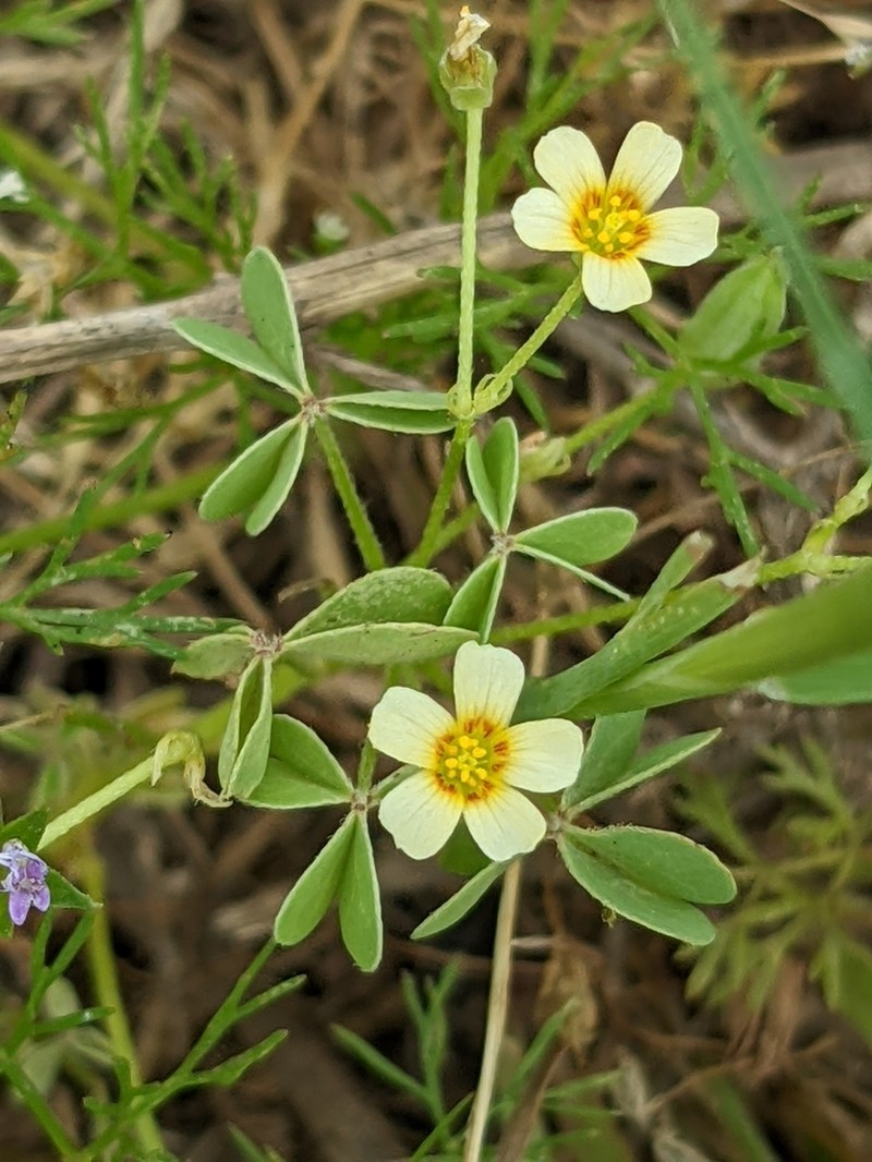Slender Yellow Woodsorrel photo 7