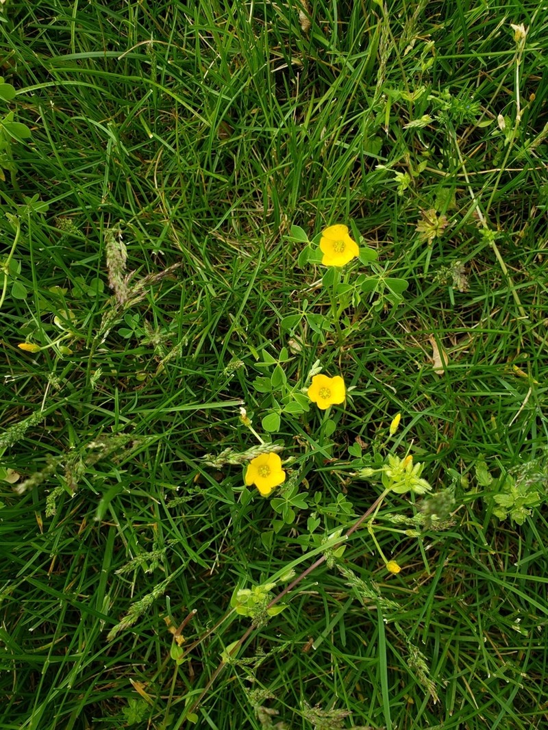 Slender Yellow Woodsorrel photo 8