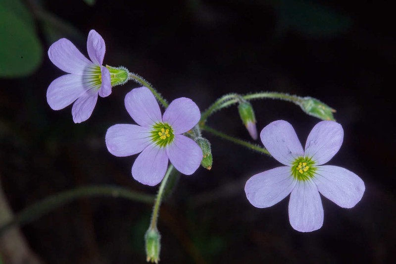 Oxalis dimidiata