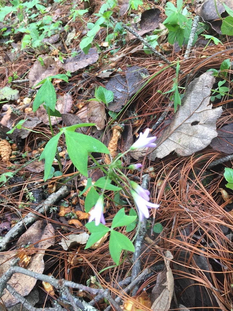Oxalis dimidiata photo 2