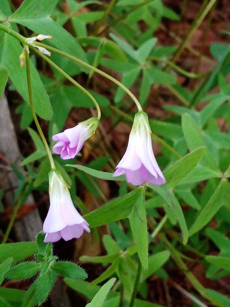 Oxalis dimidiata photo 3
