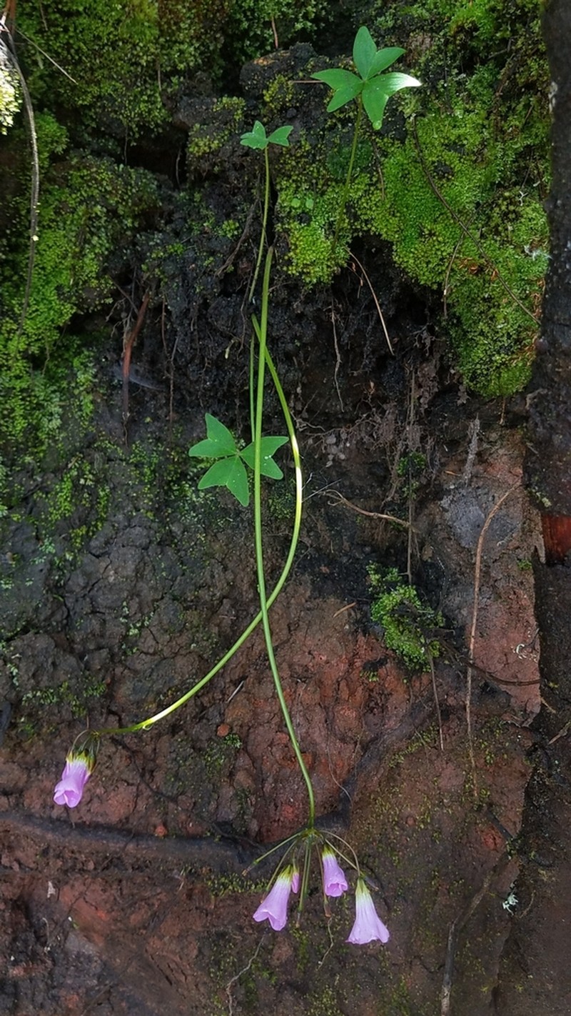 Oxalis dimidiata photo 4