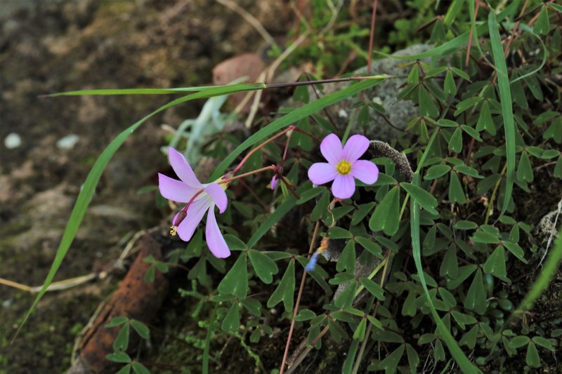 Oxalis dimidiata photo 6