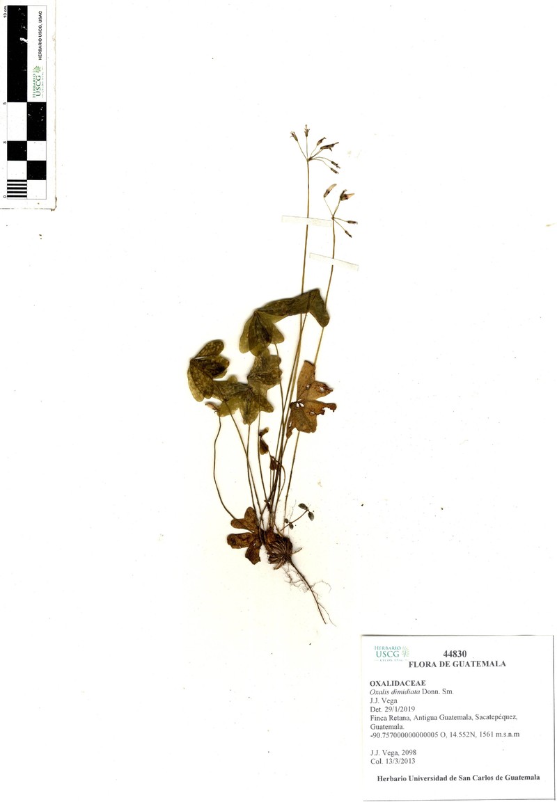 Oxalis dimidiata photo 8