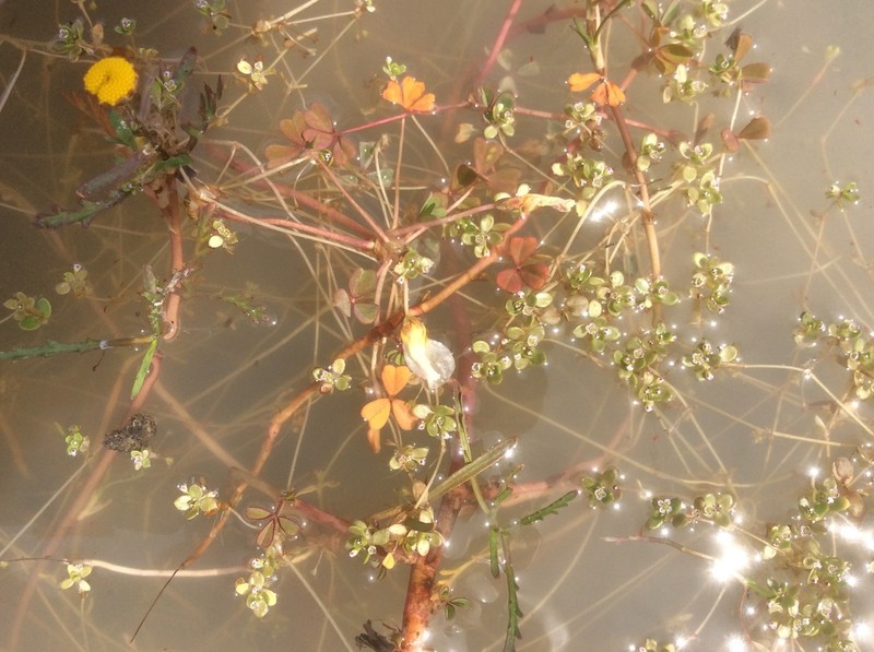 Oxalis dines photo 3