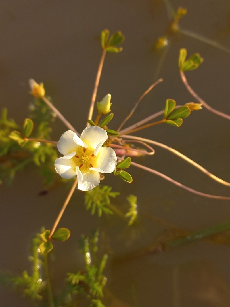 Oxalis dines photo 4