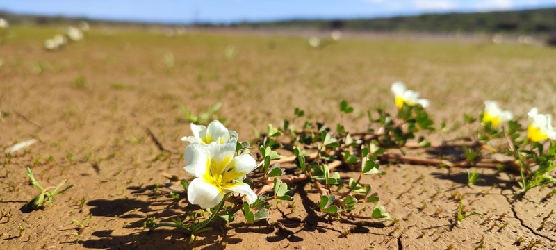 Oxalis dines photo 5