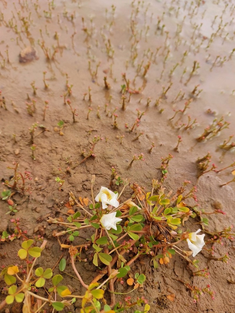 Oxalis dines photo 6