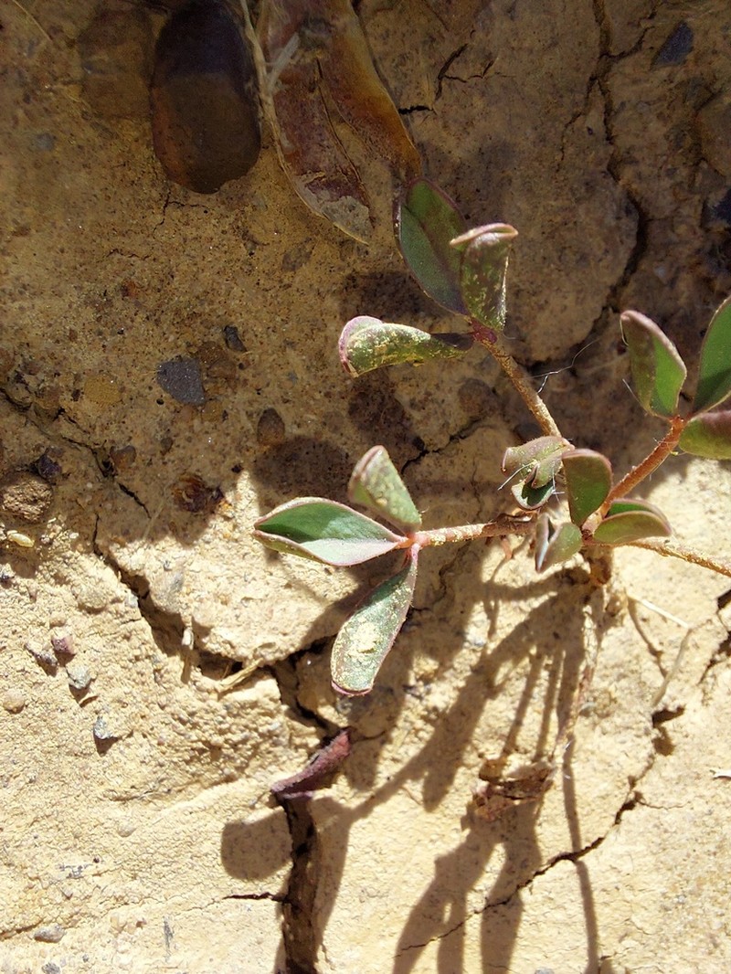 Oxalis dines photo 7