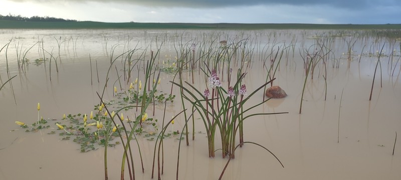 Oxalis disticha