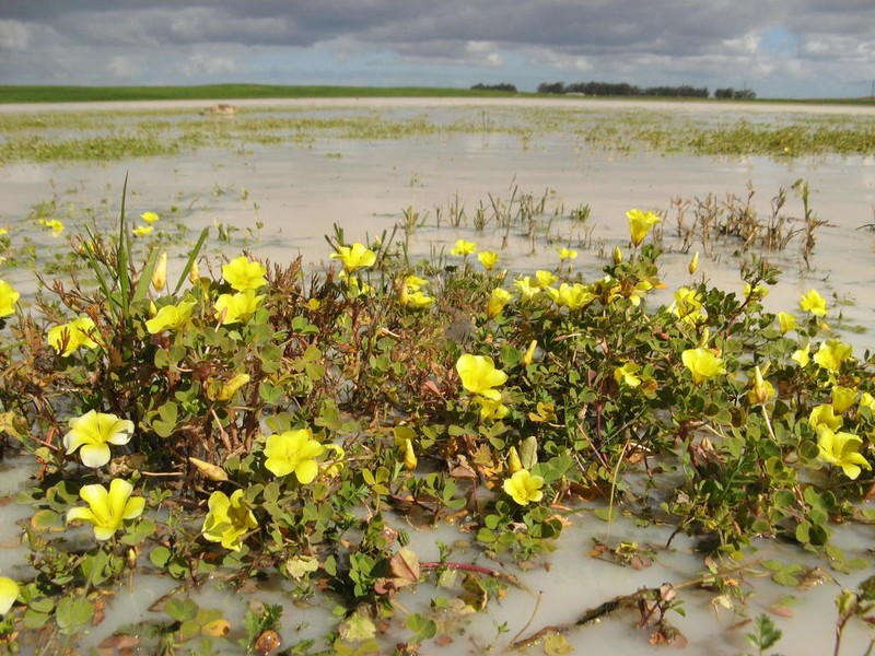 Oxalis disticha photo 2