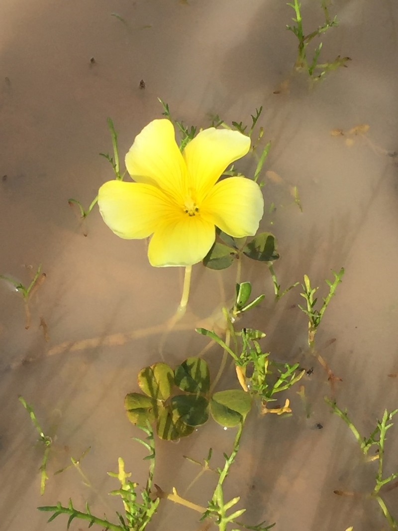 Oxalis disticha photo 3