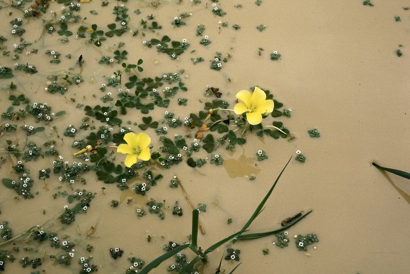 Oxalis disticha photo 5