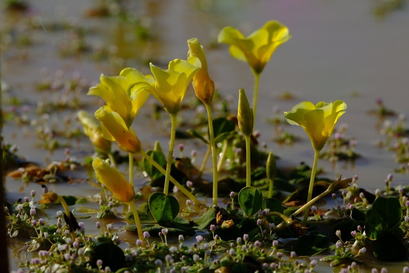 Oxalis disticha photo 6