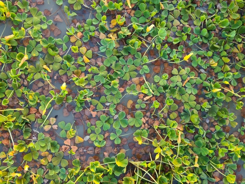 Oxalis disticha photo 8