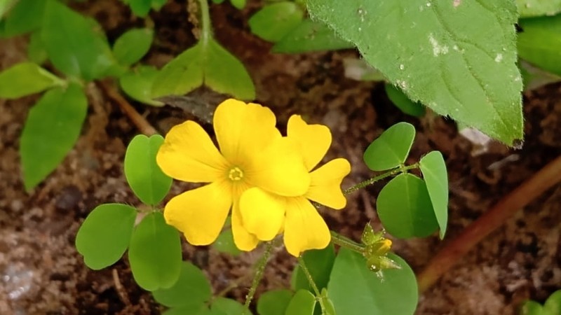 Oxalis divaricata