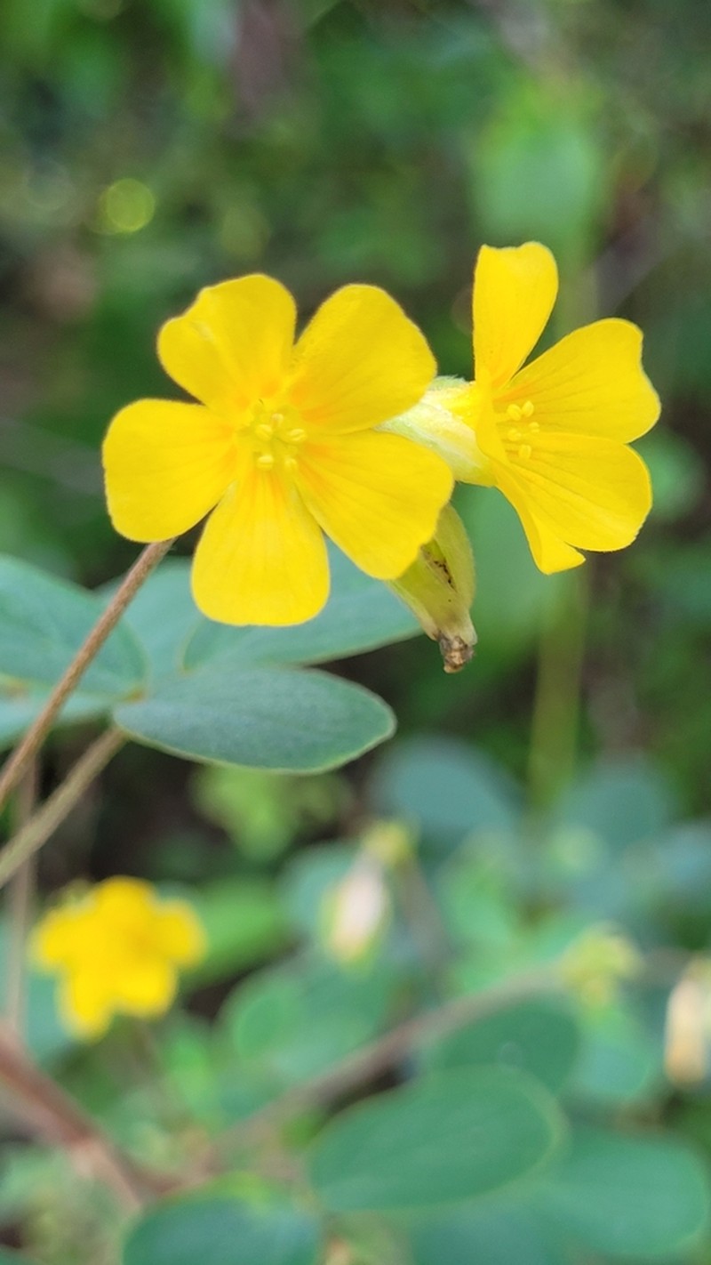 Oxalis divaricata photo 2