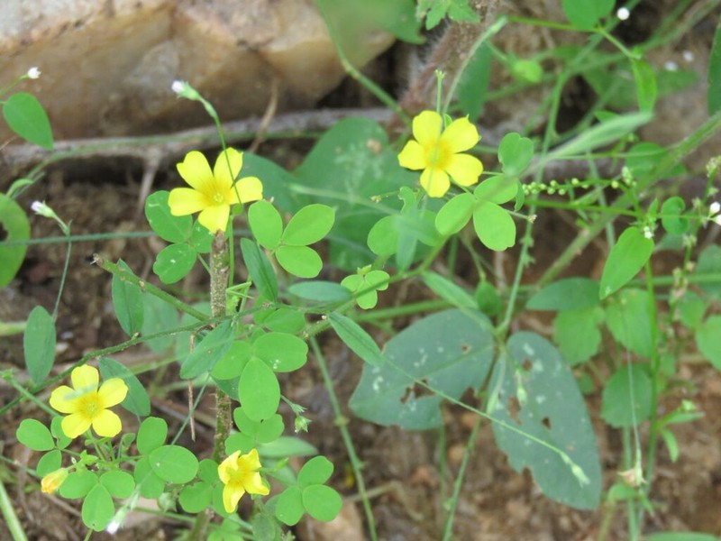 Oxalis divaricata photo 3