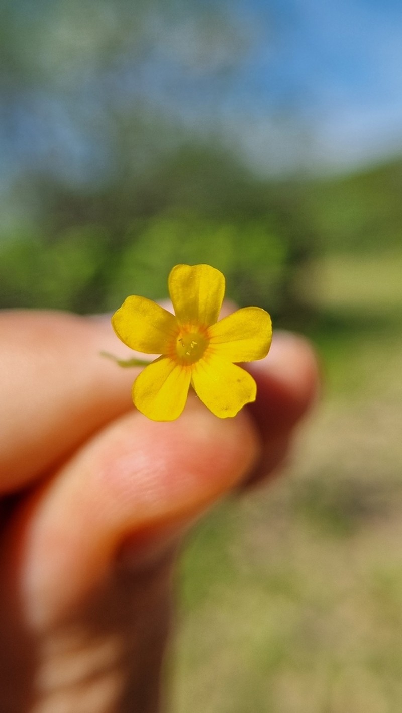 Oxalis divaricata photo 4