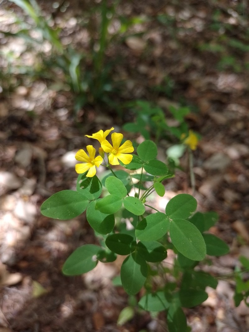 Oxalis divaricata photo 5