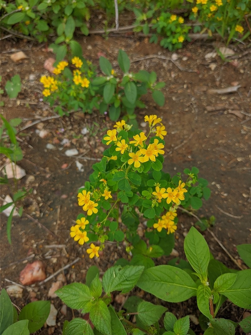 Oxalis divaricata photo 6