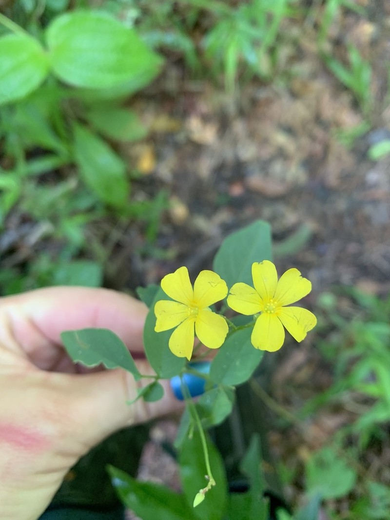 Oxalis divaricata photo 7