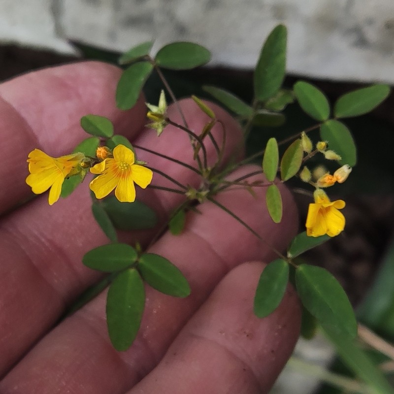 Oxalis divaricata photo 8