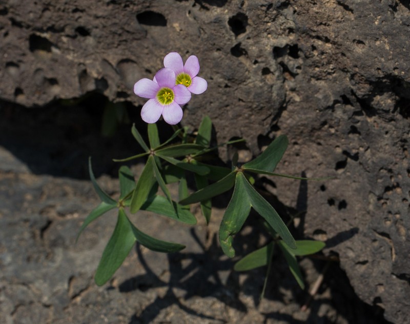 Oxalis divergens