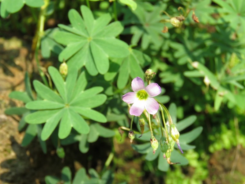 Oxalis divergens photo 2