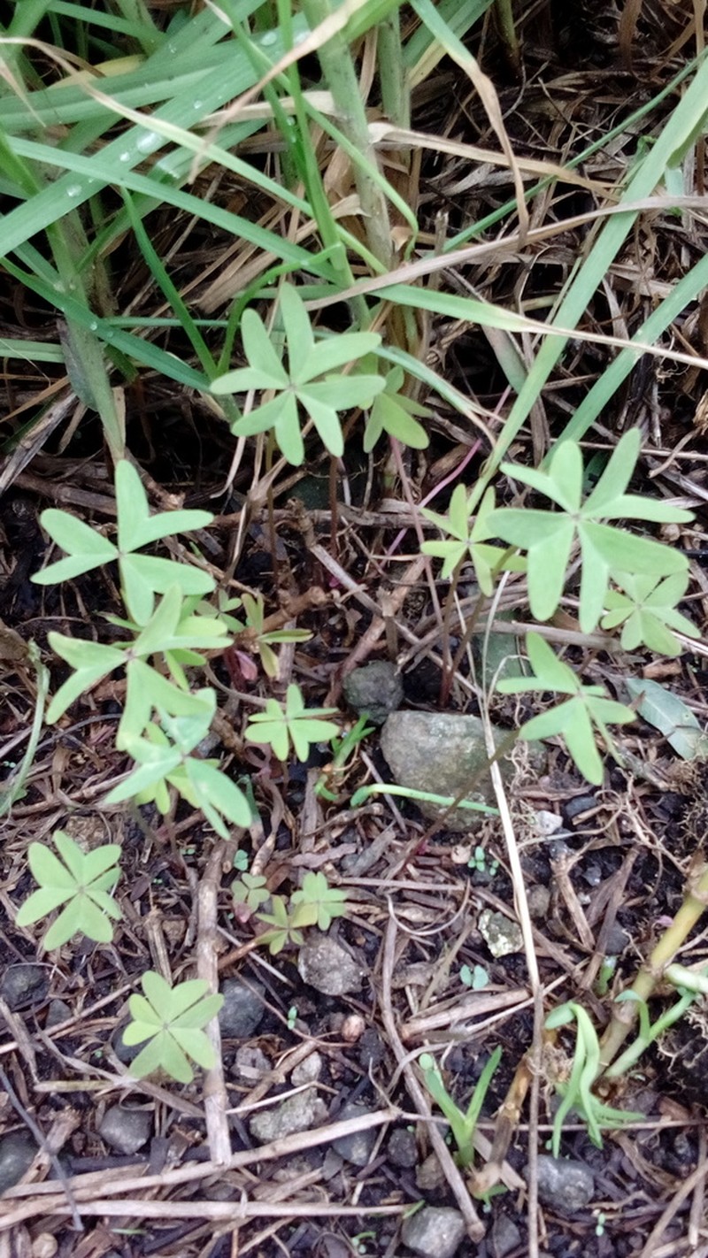 Oxalis divergens photo 3