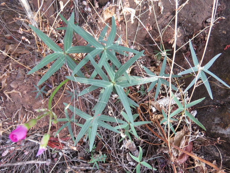 Oxalis divergens photo 4