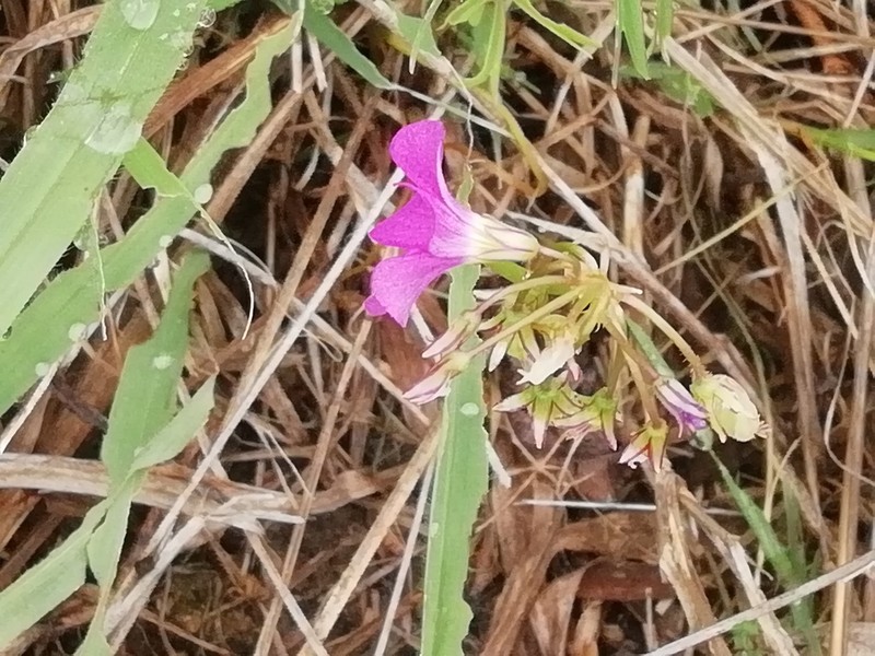 Oxalis divergens photo 5