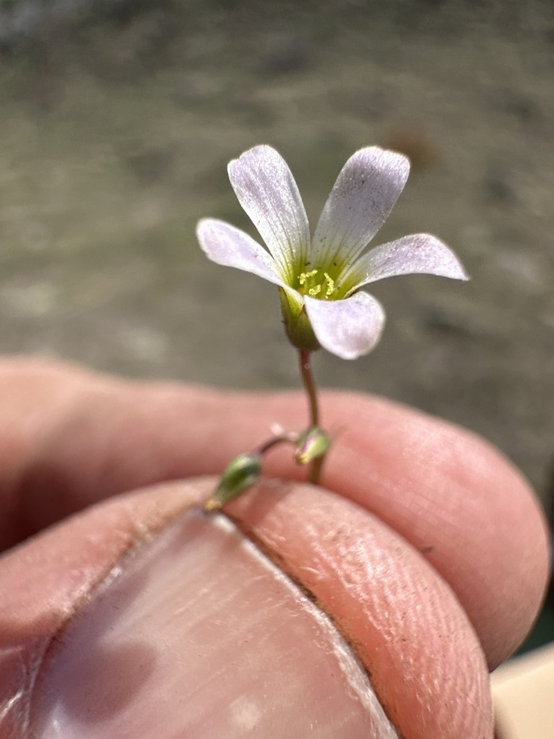 Oxalis divergens photo 6