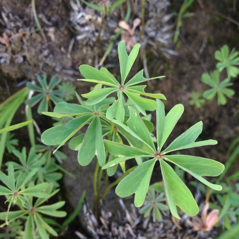 Oxalis divergens photo 7