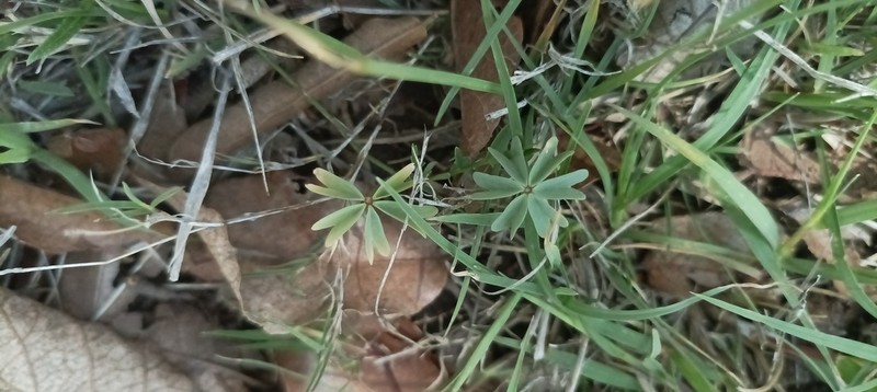 Oxalis divergens photo 8