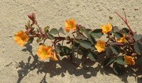 Oxalis dombeyi