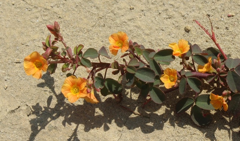 Oxalis dombeyi