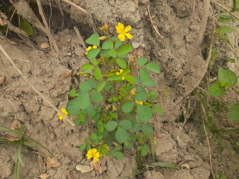 Oxalis dombeyi photo 2