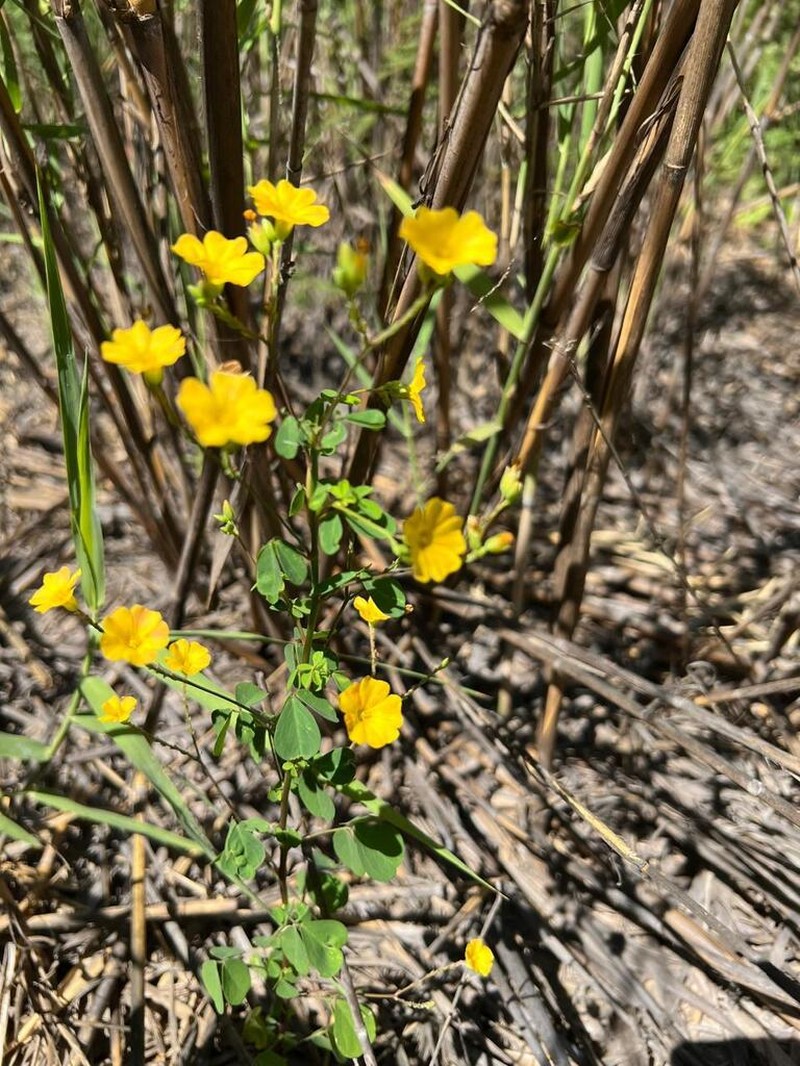 Oxalis dombeyi photo 3