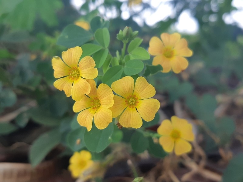 Oxalis dombeyi photo 4