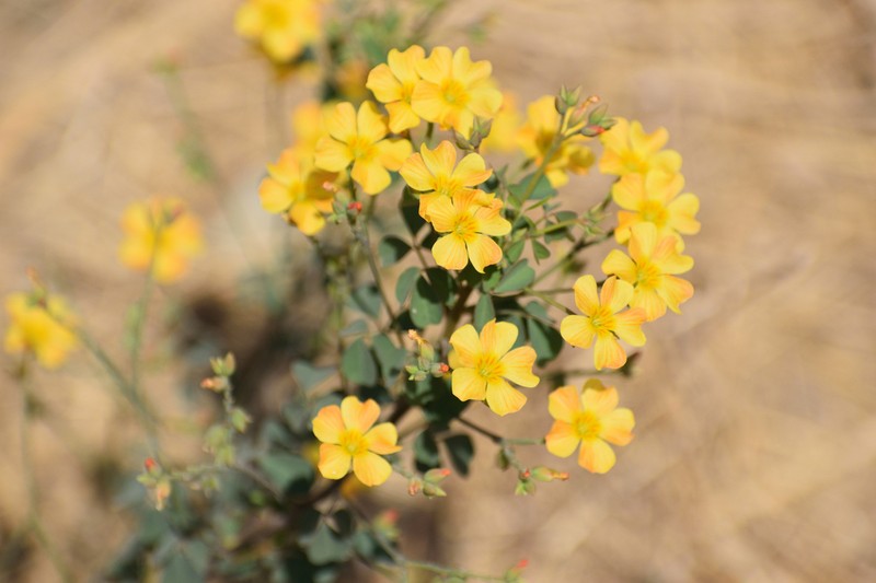 Oxalis dombeyi photo 5