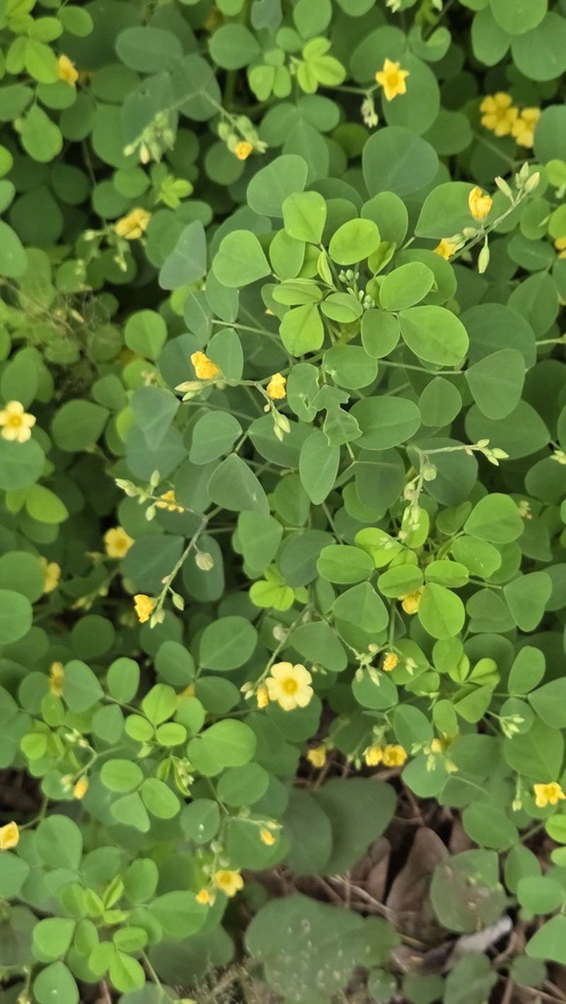 Oxalis dombeyi photo 6