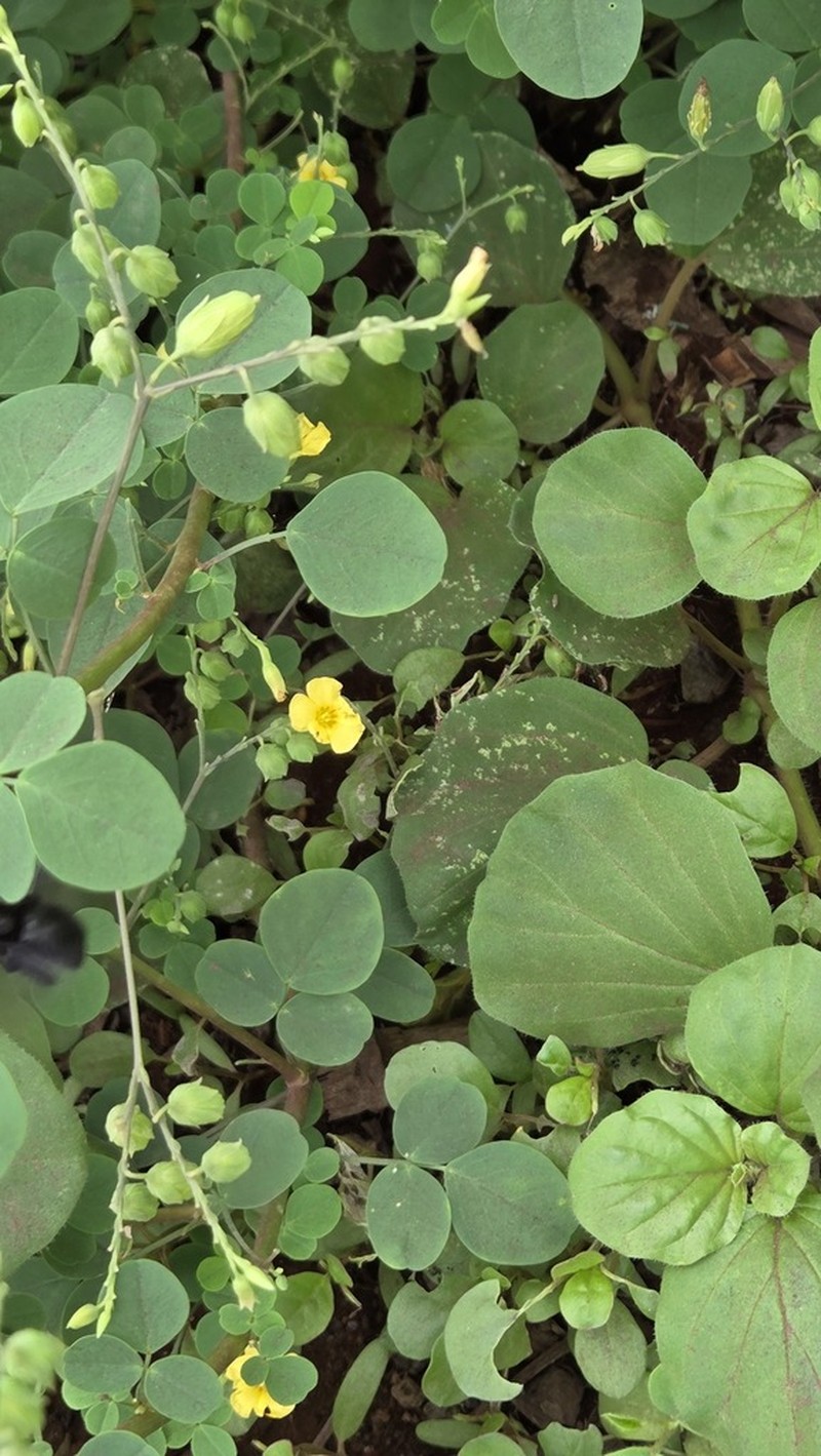 Oxalis dombeyi photo 7
