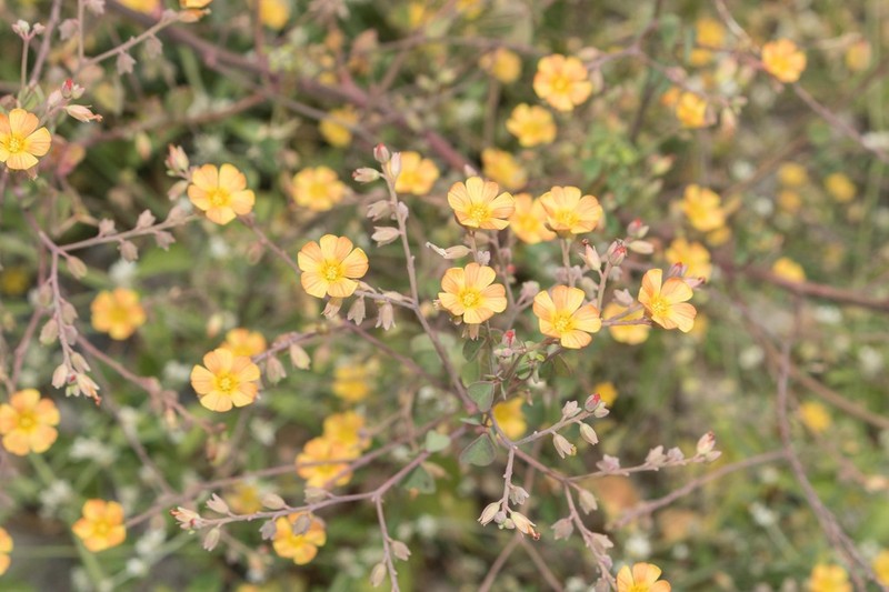 Oxalis dombeyi photo 8