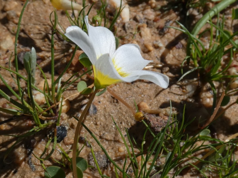 Oxalis dregei