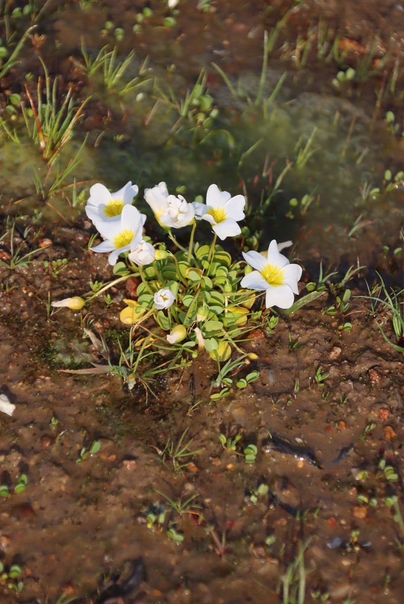 Oxalis dregei photo 2