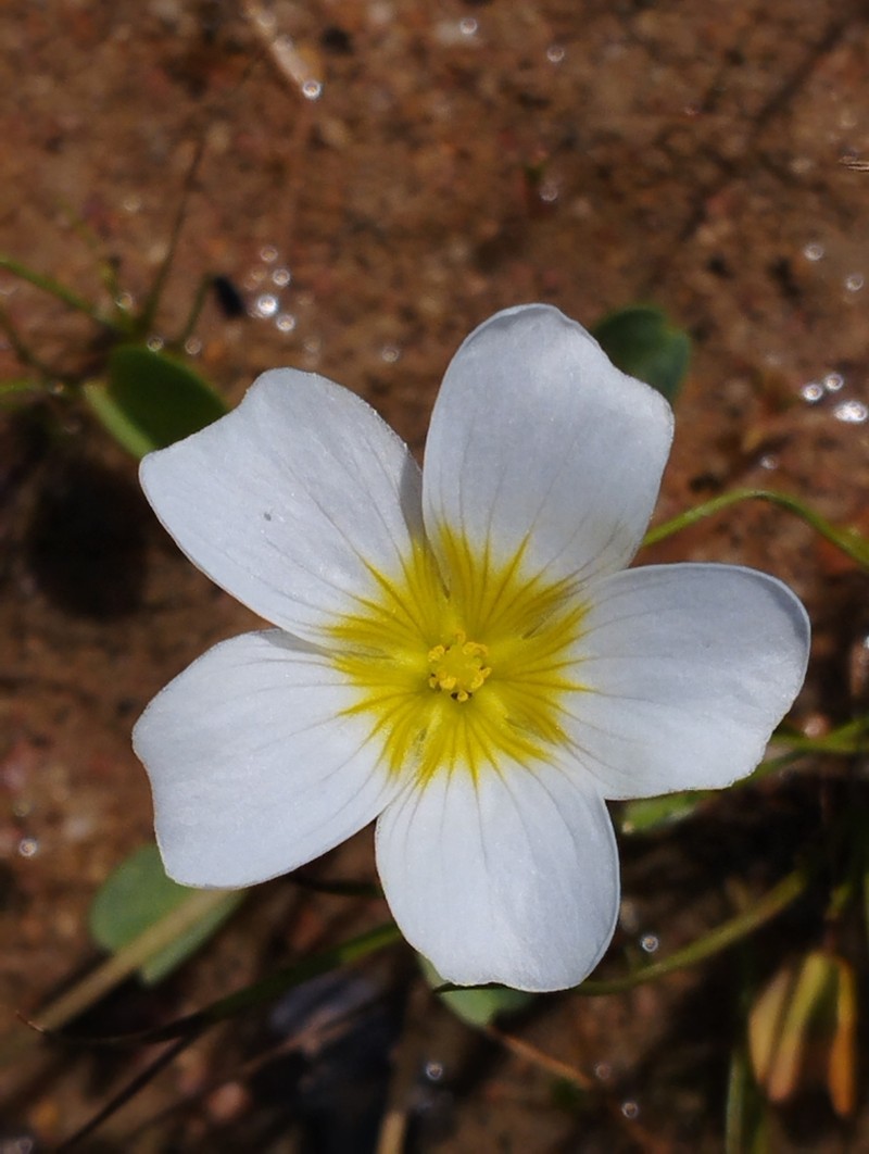 Oxalis dregei photo 3