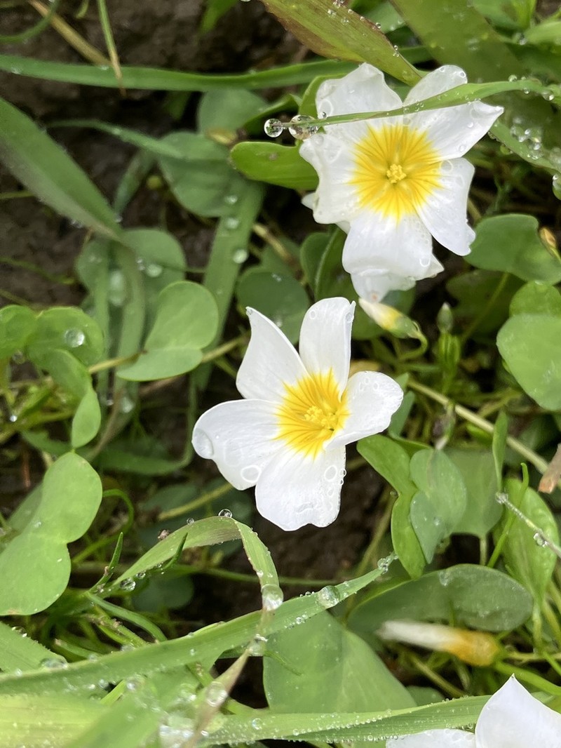 Oxalis dregei photo 4
